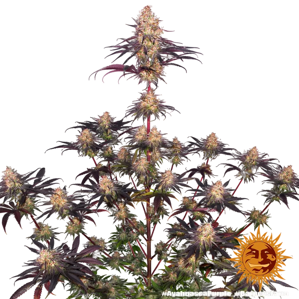 Ayahuasca Purple | PHOTOFEM | Barneys Farm - Freigestellt 2026-05-22