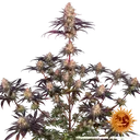Ayahuasca Purple | PHOTOFEM | Barneys Farm - Freigestellt 2026-05-22