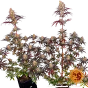 Ayahuasca Purple | PHOTOFEM | Barneys Farm - Freigestellt 2026-05-22