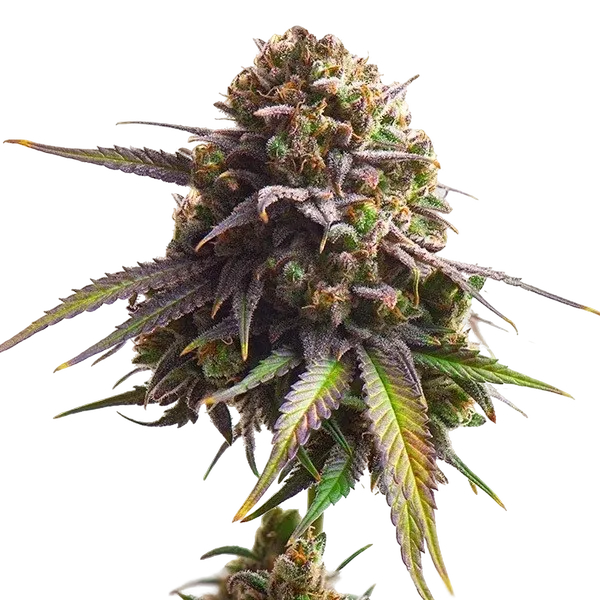 Biscotti | PHOTOFEM | Royal Queen Seeds - Freigestellt 2026-05-22
