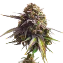 Biscotti | PHOTOFEM | Royal Queen Seeds - Freigestellt 2026-05-22