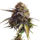 Biscotti | PHOTOFEM | Royal Queen Seeds - Freigestellt 2026-05-22