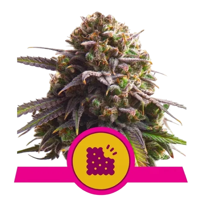 Biscotti | PHOTOFEM | Royal Queen Seeds - Freigestellt 2026-05-22