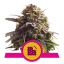 Biscotti | PHOTOFEM | Royal Queen Seeds - Freigestellt 2026-05-22