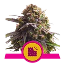 Biscotti | PHOTOFEM | Royal Queen Seeds - Freigestellt 2026-05-22