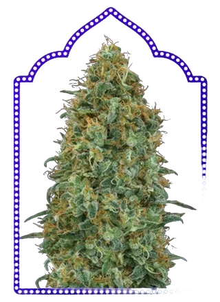 Blueberry | PHOTOFEM | 00 Seeds - Freigestellt 2026-05-22
