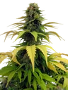 Blueberry | PHOTOFEM | Tiger One Bulk - Freigestellt 2026-05-22