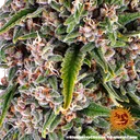 Blue Cheese | PHOTOFEM | Barneys Farm - Freigestellt 2026-05-22