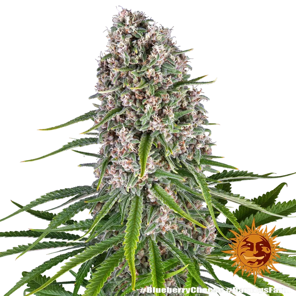 Blue Cheese | PHOTOFEM | Barneys Farm - Freigestellt 2026-05-22