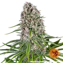Blue Cheese | PHOTOFEM | Barneys Farm - Freigestellt 2026-05-22