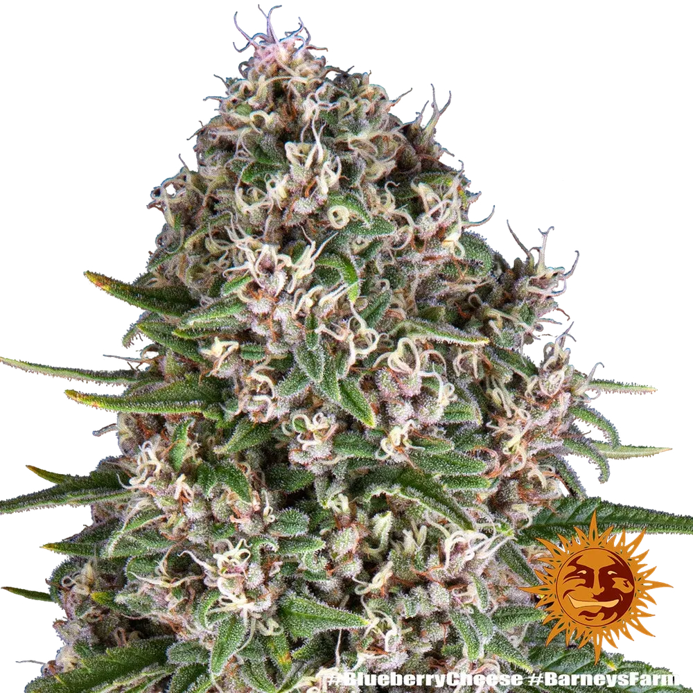 Blue Cheese | PHOTOFEM | Barneys Farm - Freigestellt 2026-05-22