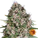 Blue Cheese | PHOTOFEM | Barneys Farm - Freigestellt 2026-05-22