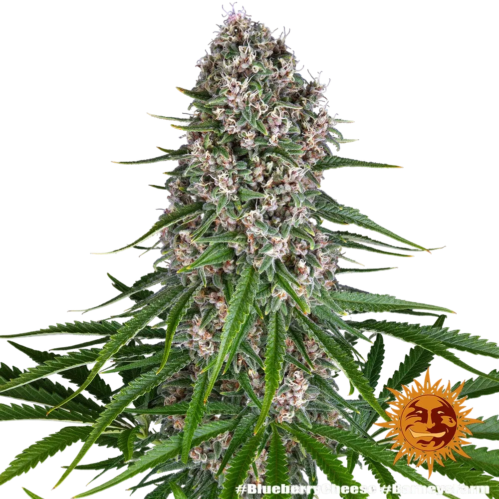 Blue Cheese | PHOTOFEM | Barneys Farm - Freigestellt 2026-05-22
