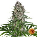 Blue Cheese | PHOTOFEM | Barneys Farm - Freigestellt 2026-05-22