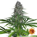 Blue Cheese | PHOTOFEM | Barneys Farm - Freigestellt 2026-05-22