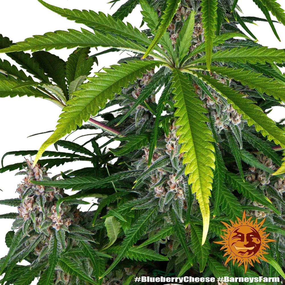 Blue Cheese | PHOTOFEM | Barneys Farm - Freigestellt 2026-05-22