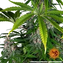 Blue Cheese | PHOTOFEM | Barneys Farm - Freigestellt 2026-05-22