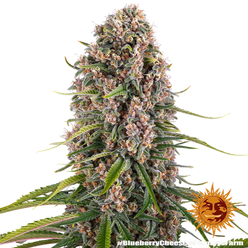 Blue Cheese | PHOTOFEM | Barneys Farm - Freigestellt 2026-05-22