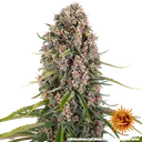 Blue Cheese | PHOTOFEM | Barneys Farm - Freigestellt 2026-05-22