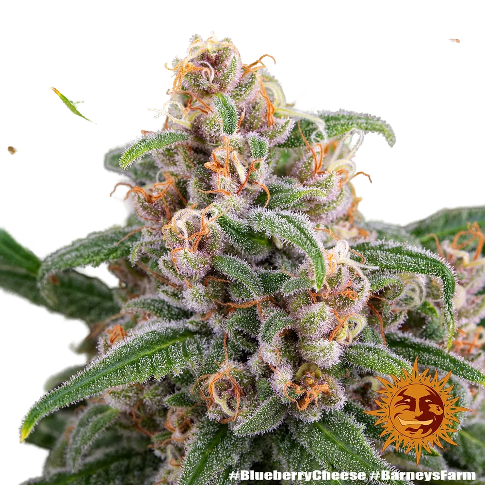 Blue Cheese | PHOTOFEM | Barneys Farm - Freigestellt 2026-05-22