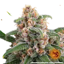 Blue Cheese | PHOTOFEM | Barneys Farm - Freigestellt 2026-05-22