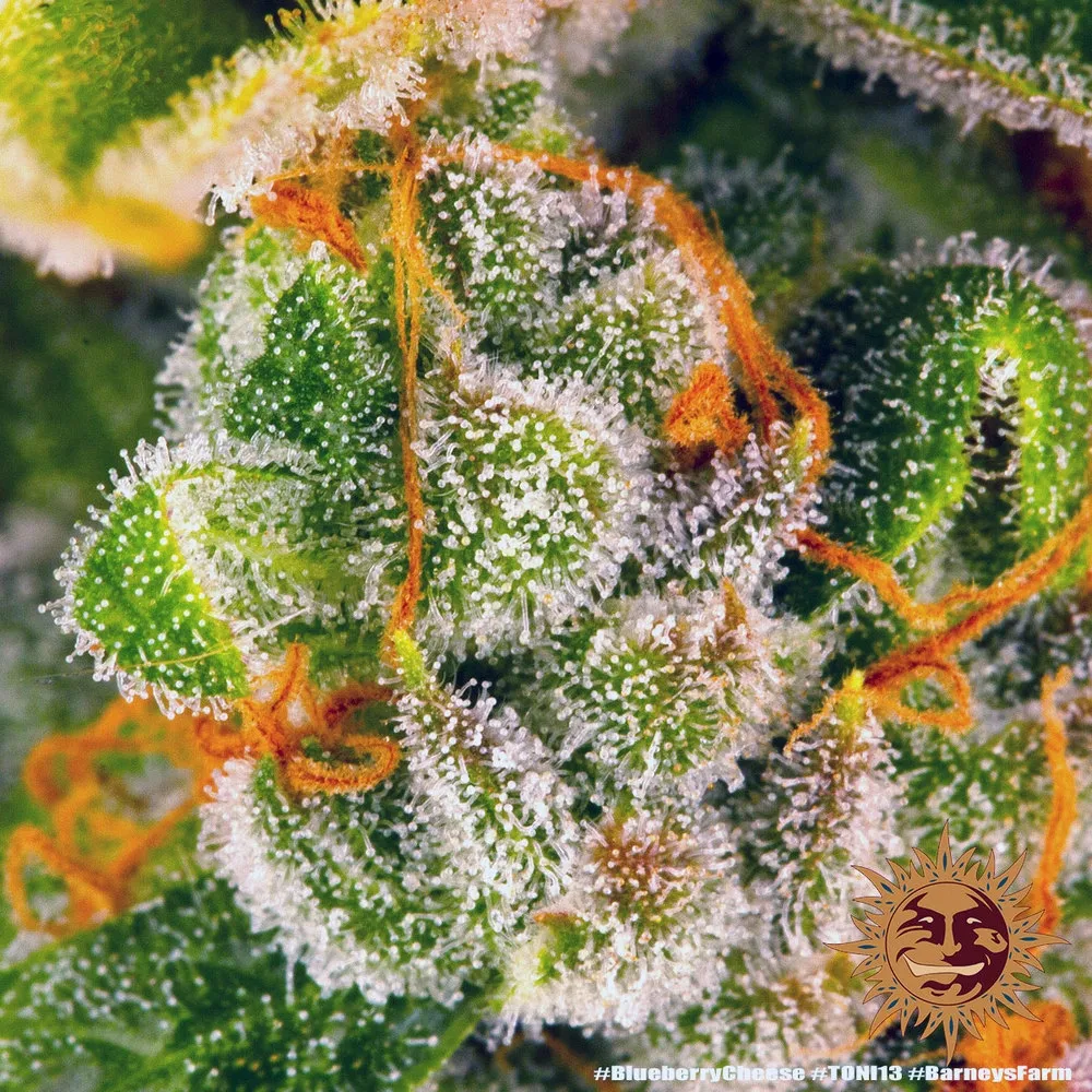 Blue Cheese | PHOTOFEM | Barneys Farm - Freigestellt 2026-05-22