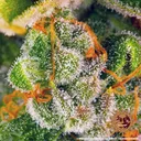 Blue Cheese | PHOTOFEM | Barneys Farm - Freigestellt 2026-05-22