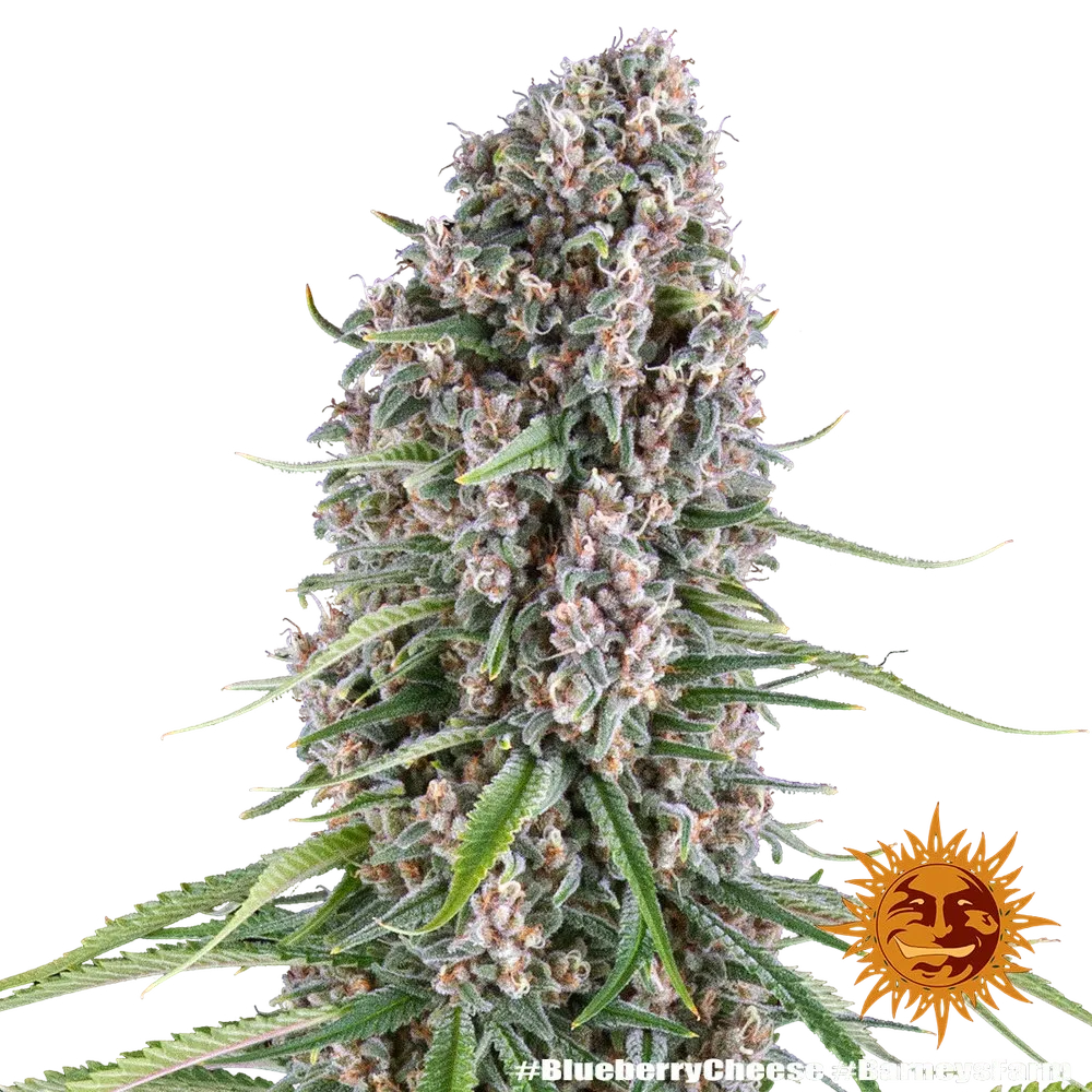 Blue Cheese | PHOTOFEM | Barneys Farm - Freigestellt 2026-05-22