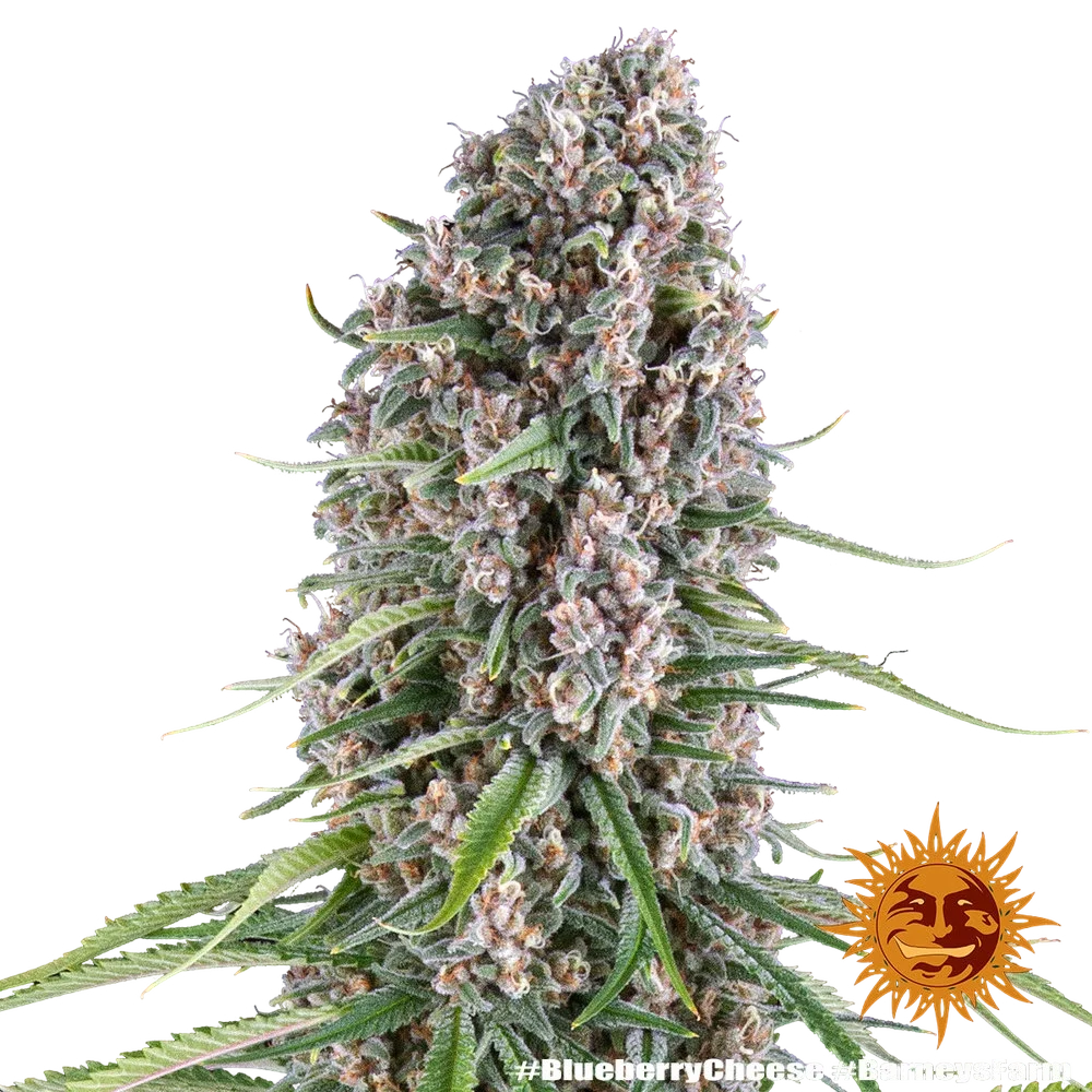 Blue Cheese | PHOTOFEM | Barneys Farm - Freigestellt 2026-05-22