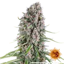 Blue Cheese | PHOTOFEM | Barneys Farm - Freigestellt 2026-05-22