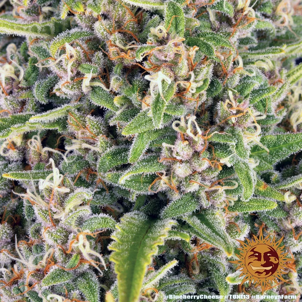 Blue Cheese | PHOTOFEM | Barneys Farm - Freigestellt 2026-05-22
