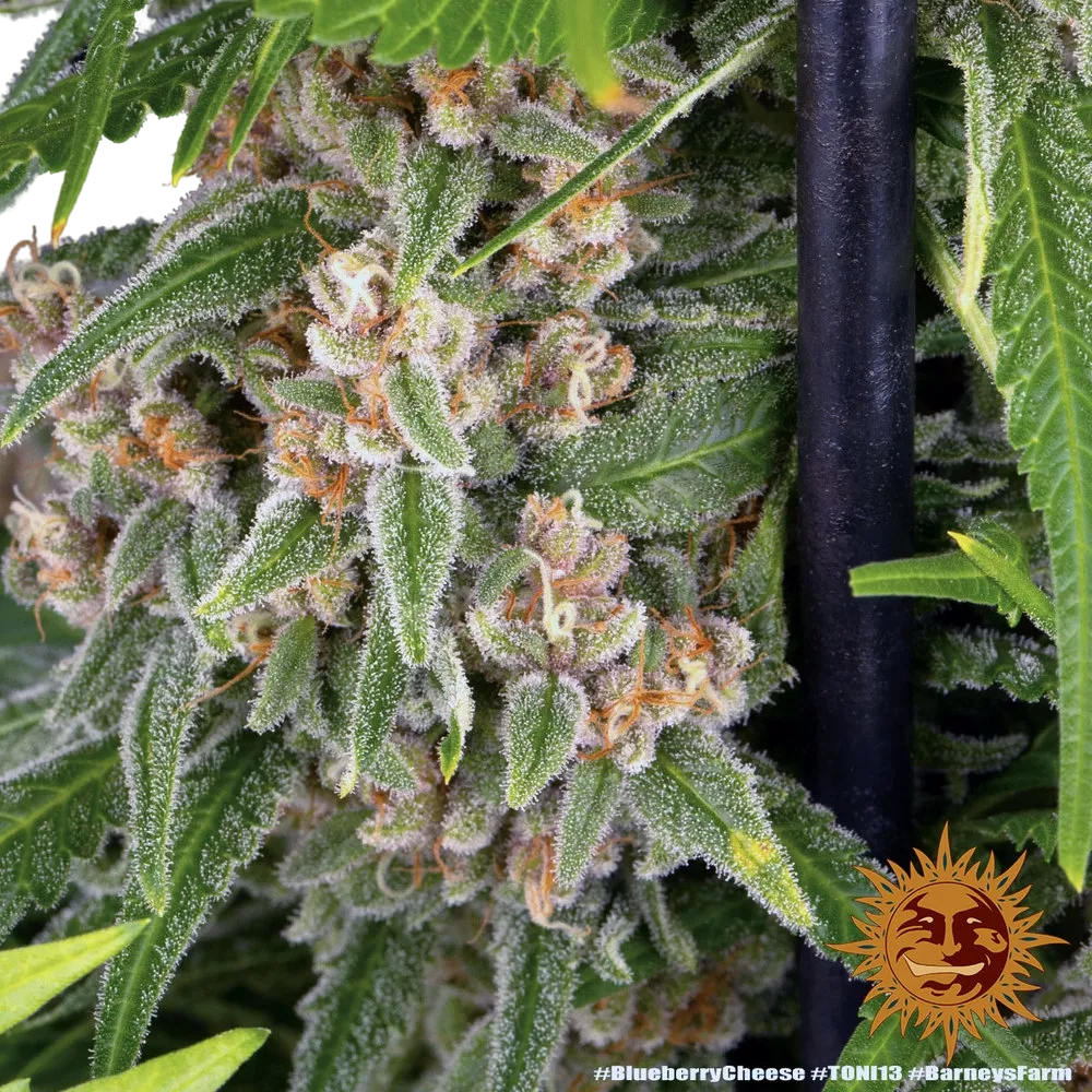 Blue Cheese | PHOTOFEM | Barneys Farm - Freigestellt 2026-05-22