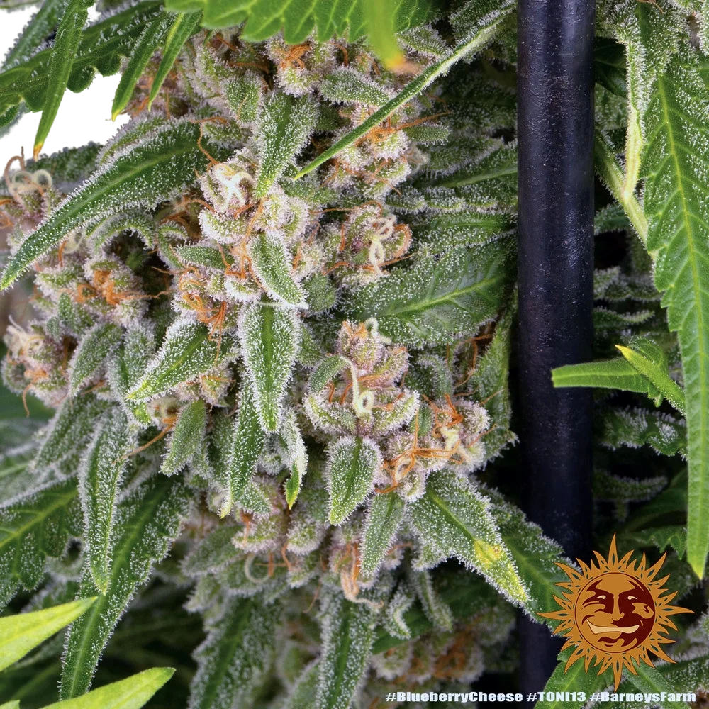 Blue Cheese | PHOTOFEM | Barneys Farm - Freigestellt 2026-05-22