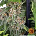 Blue Cheese | PHOTOFEM | Barneys Farm - Freigestellt 2026-05-22