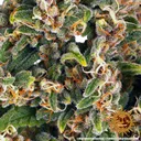 Blue Cheese | PHOTOFEM | Barneys Farm - Freigestellt 2026-05-22