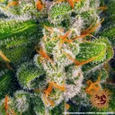 Blue Cheese | PHOTOFEM | Barneys Farm - Freigestellt 2026-05-22