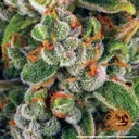 Blue Cheese | PHOTOFEM | Barneys Farm - Freigestellt 2026-05-22