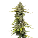 Blue Cheese | PHOTOFEM | Royal Queen Seeds - Freigestellt 2026-05-22
