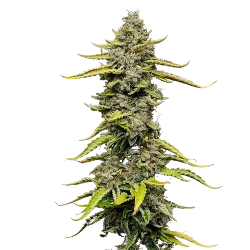 Blue Cheese | PHOTOFEM | Royal Queen Seeds - Freigestellt 2026-05-22