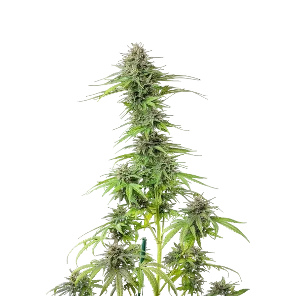 Blue Cheese | PHOTOFEM | Royal Queen Seeds - Freigestellt 2026-05-22