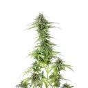 Blue Cheese | PHOTOFEM | Royal Queen Seeds - Freigestellt 2026-05-22
