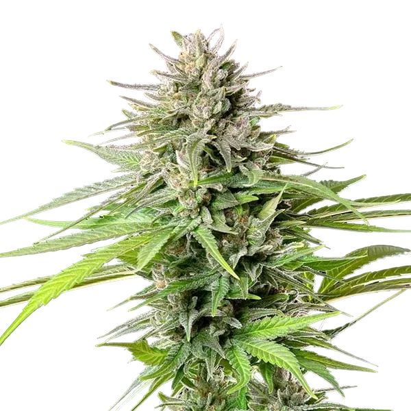 Blue Cheese | PHOTOFEM | Royal Queen Seeds - Freigestellt 2026-05-22