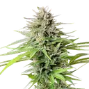 Blue Cheese | PHOTOFEM | Royal Queen Seeds - Freigestellt 2026-05-22
