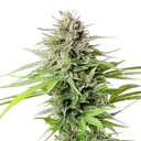 Blue Cheese | PHOTOFEM | Royal Queen Seeds - Freigestellt 2026-05-22