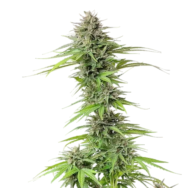 Blue Cheese | PHOTOFEM | Royal Queen Seeds - Freigestellt 2026-05-22