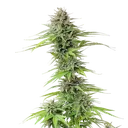 Blue Cheese | PHOTOFEM | Royal Queen Seeds - Freigestellt 2026-05-22