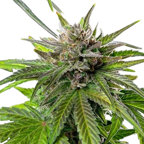 Blue Cheese | PHOTOFEM | Royal Queen Seeds - Freigestellt 2026-05-22