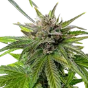 Blue Cheese | PHOTOFEM | Royal Queen Seeds - Freigestellt 2026-05-22