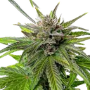 Blue Cheese | PHOTOFEM | Royal Queen Seeds - Freigestellt 2026-05-22