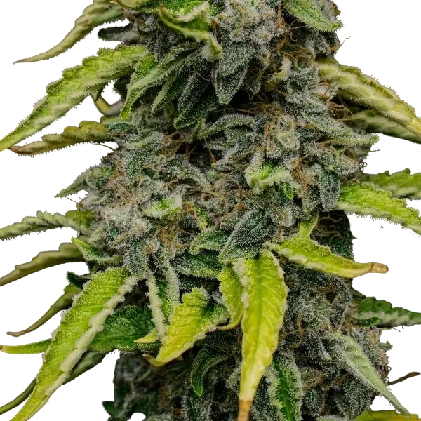 Blue Cheese | PHOTOFEM | Royal Queen Seeds - Freigestellt 2026-05-22